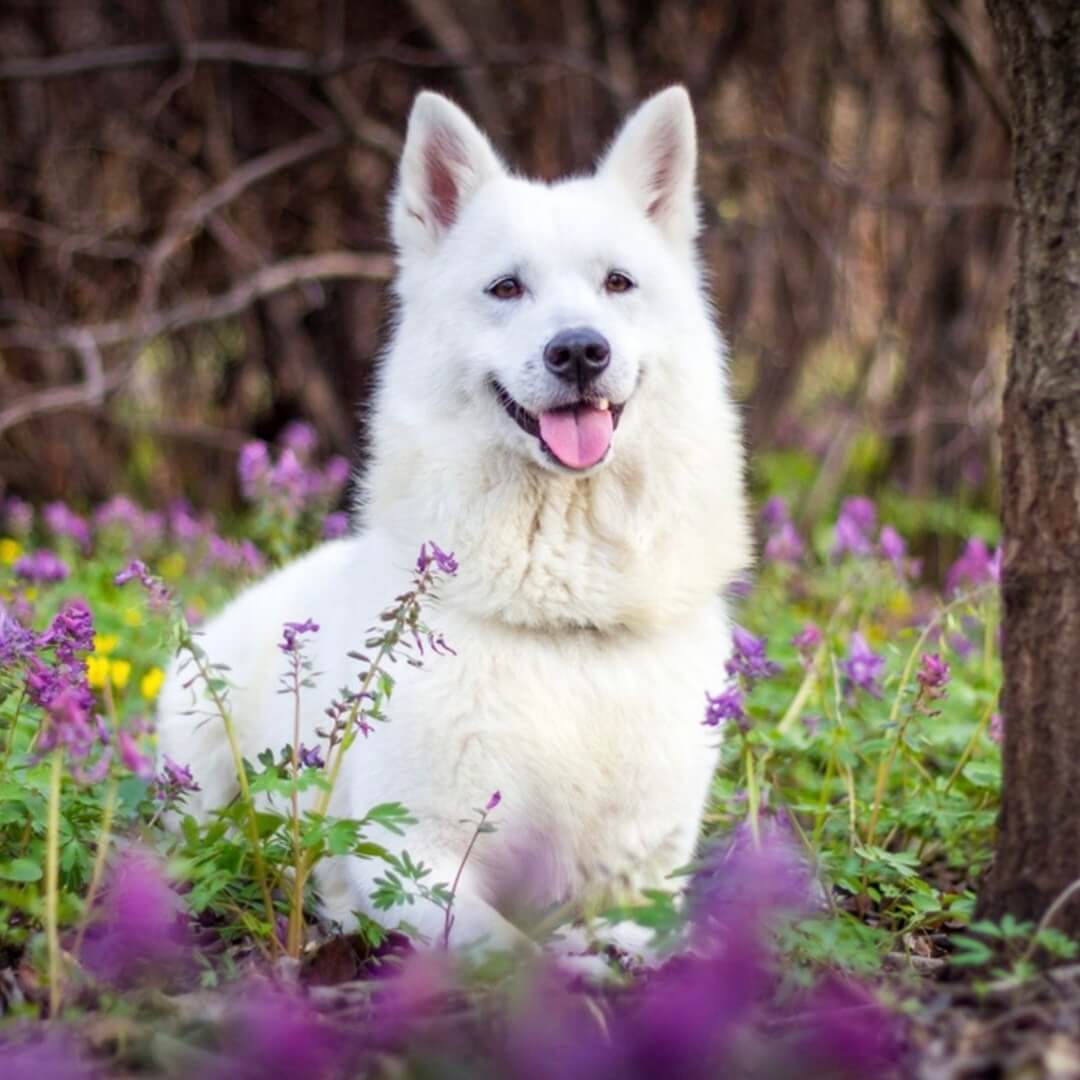 Was ist die Wirkung von Leinsamen für Hunde?