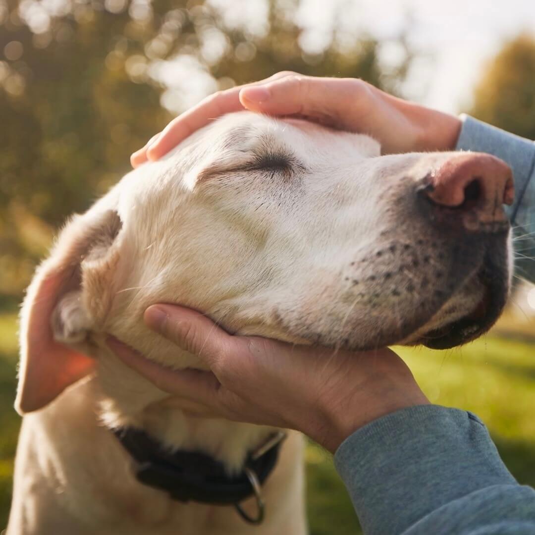 Was ist die Wirkung von MSM für Hunde?