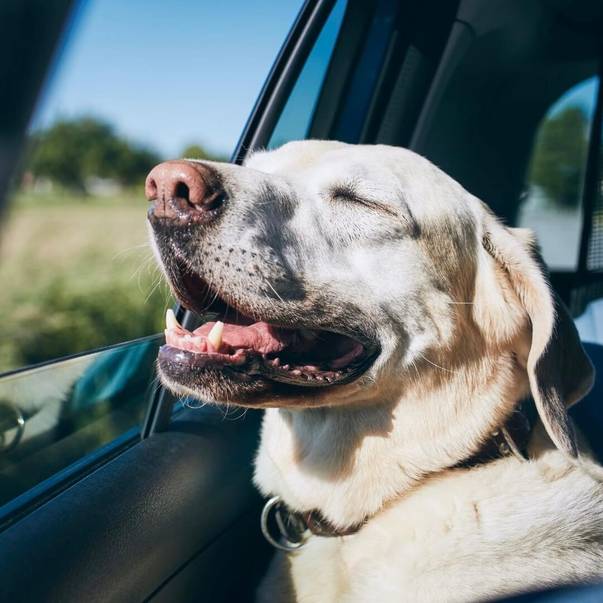 Was sind potenzielle Nebenwirkungen von Nachtkerzenöl für Hunde?
