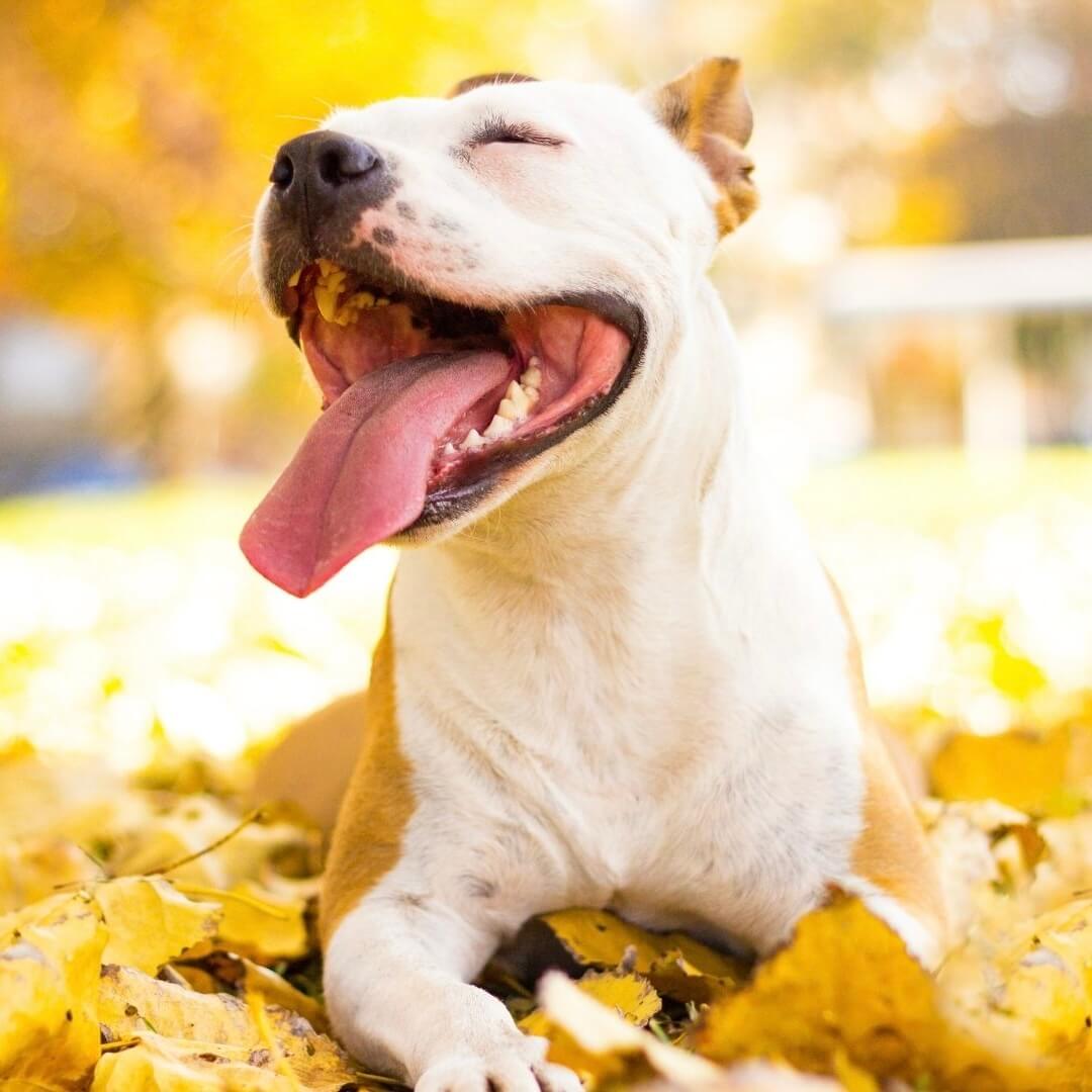 Was ist die Wirkung von Pfefferminze für Hunde?