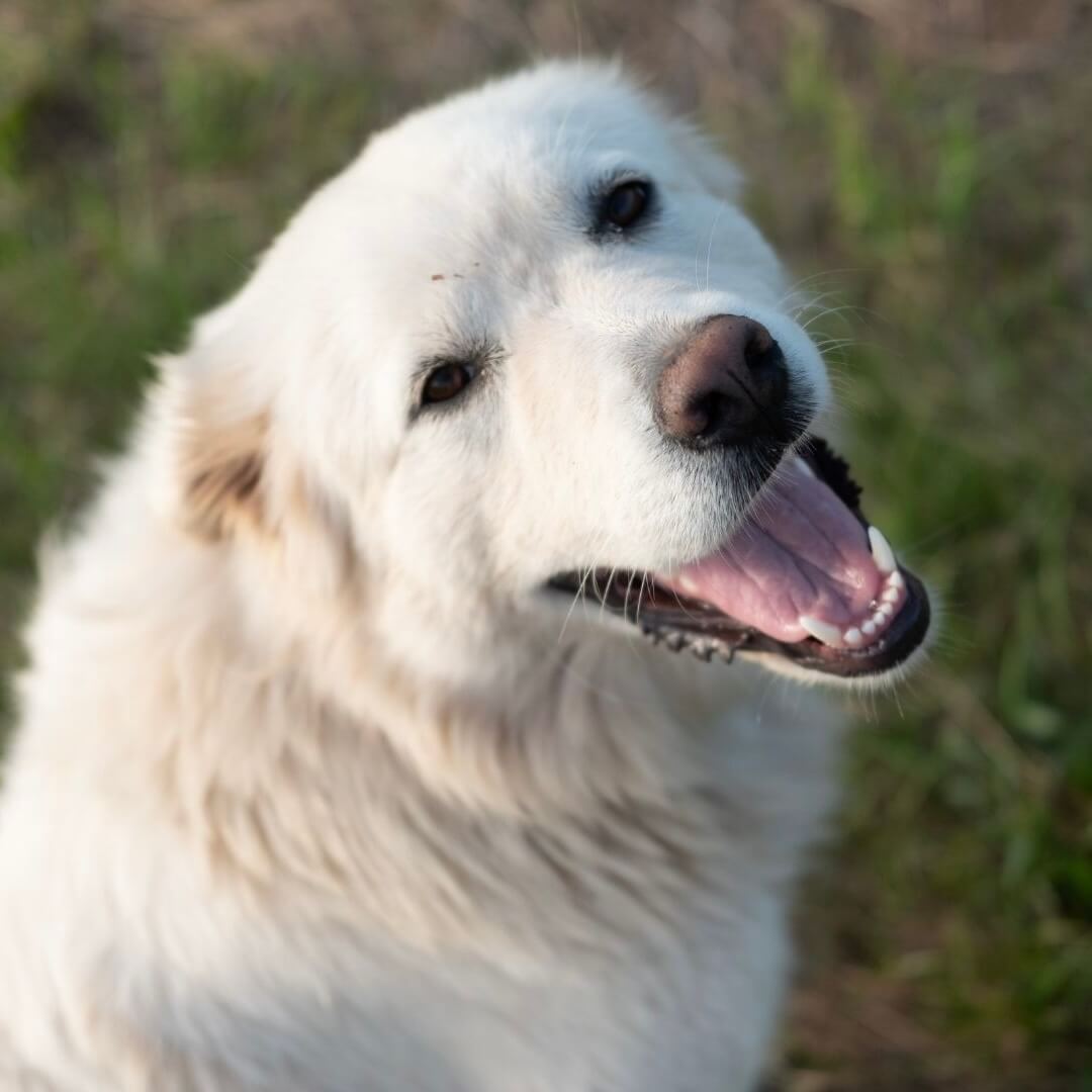 Was sind potenzielle Nebenwirkungen von Pfefferminze für Hunde?