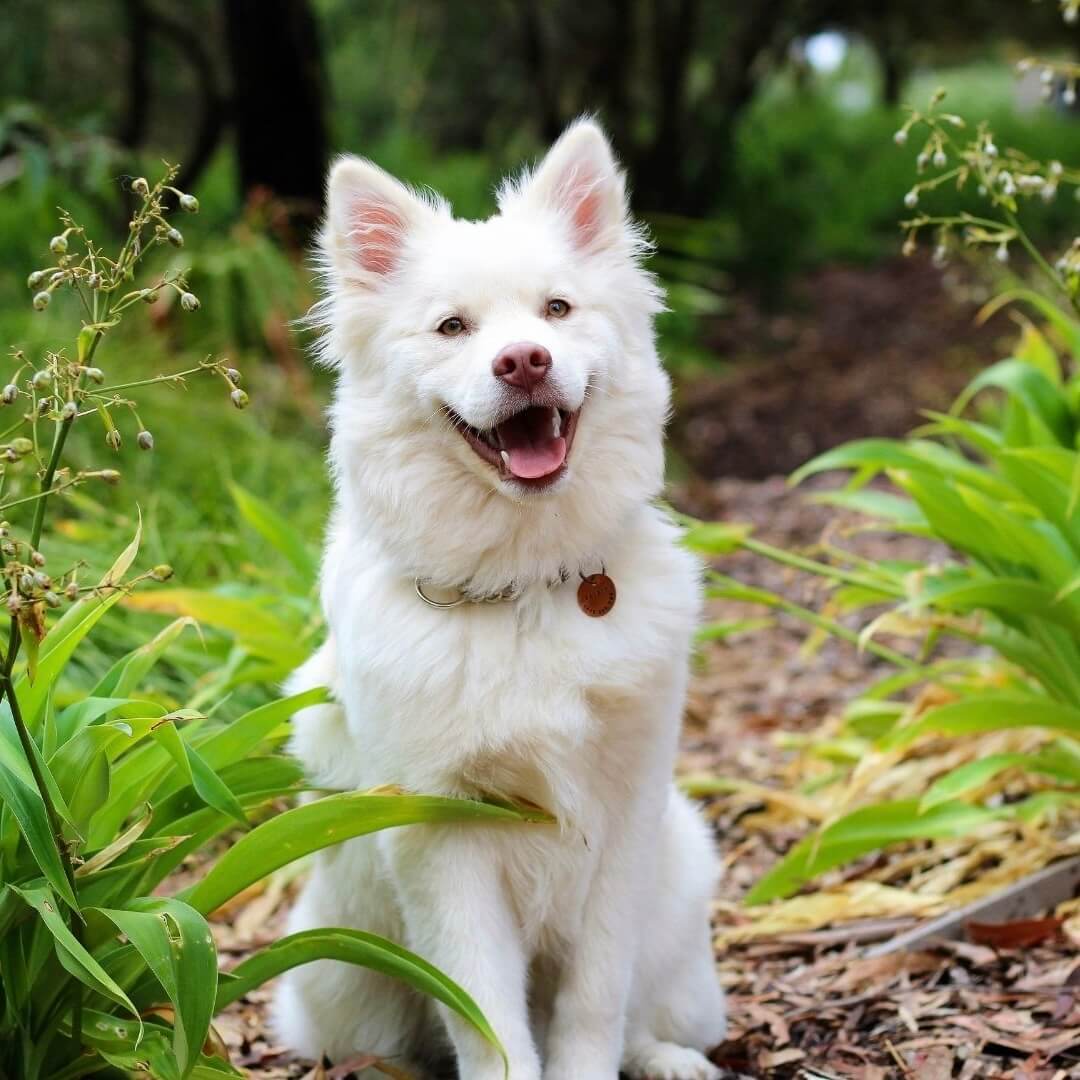 Was ist die Wirkung von Probiotika für Hunde?