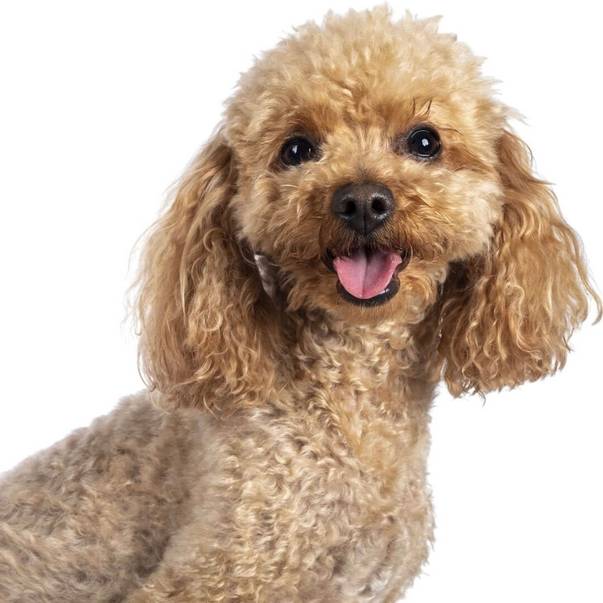 Was ist die Wirkung von Vitamin D3 für Hunde?