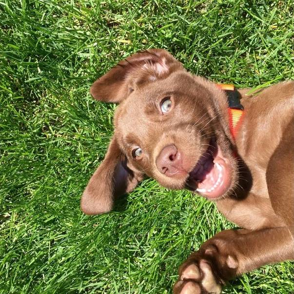 Was sind potenzielle Nebenwirkungen von Vitamin D3 für Hunde?