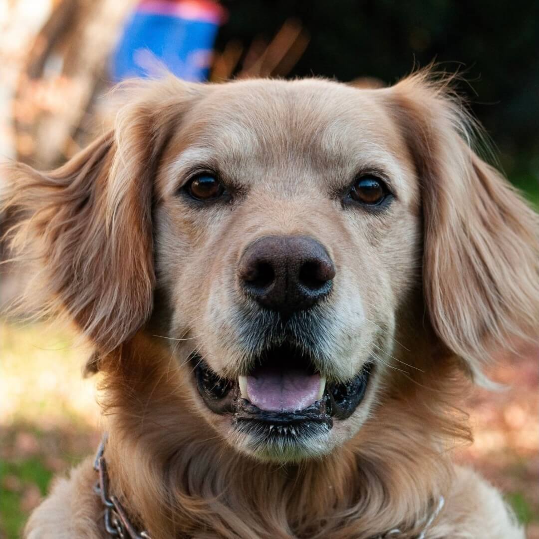 Was sind potenzielle Nebenwirkungen von Vitamin E für Hunde?