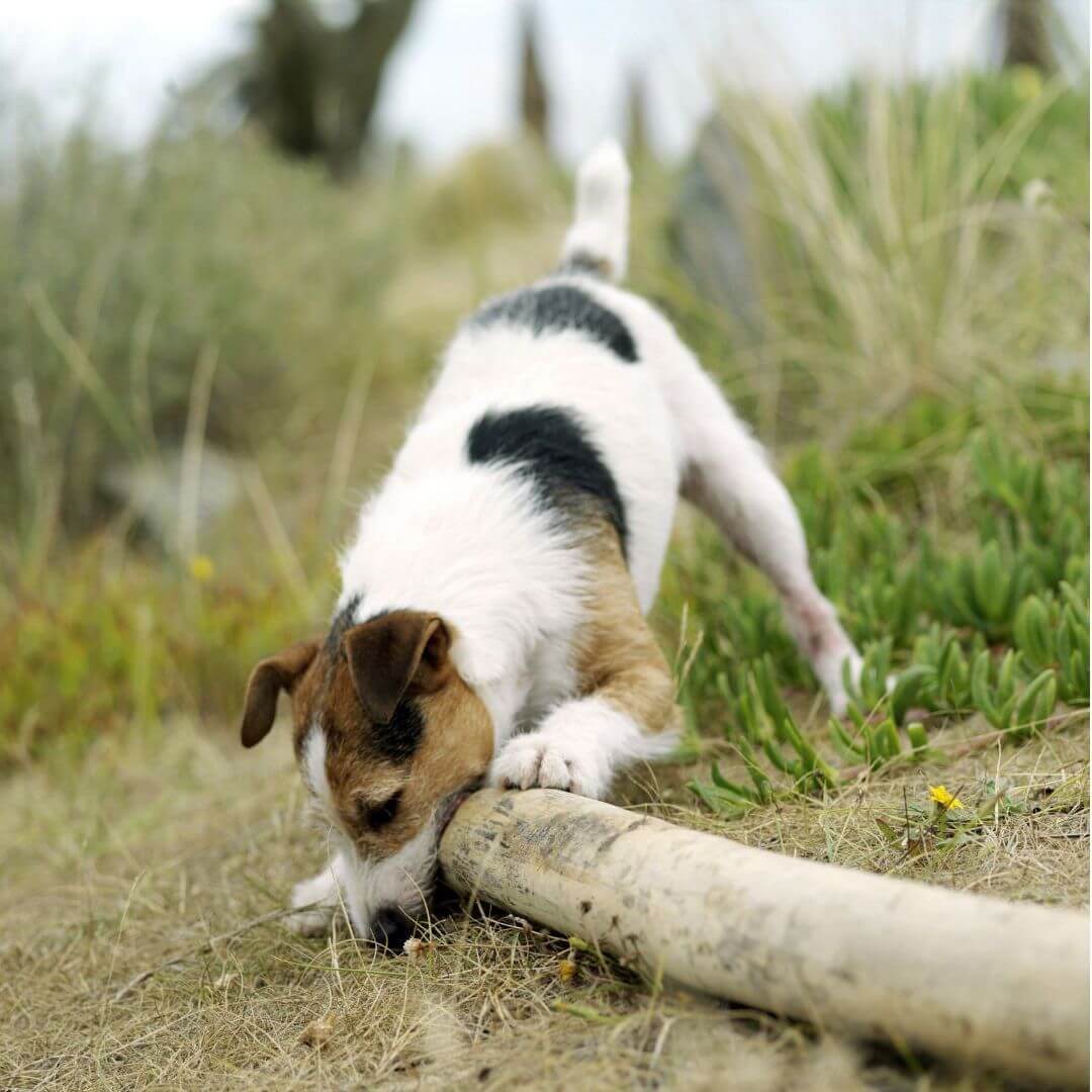 Was ist die Wirkung von Zink für Hunde?