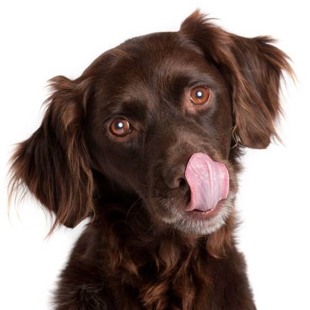 Was ist die wirkung von Chondroitin für Hunde?