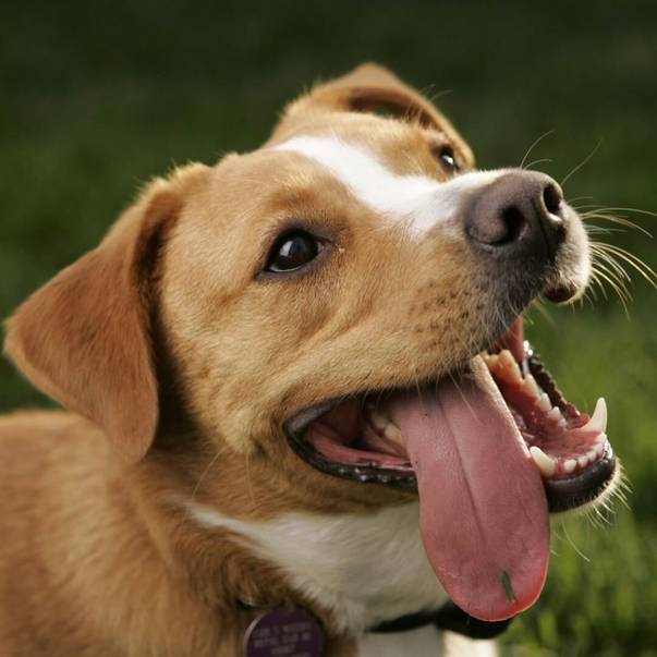 Was sind potenzielle Nebenwirkungen von Chondroitin für Hunde?