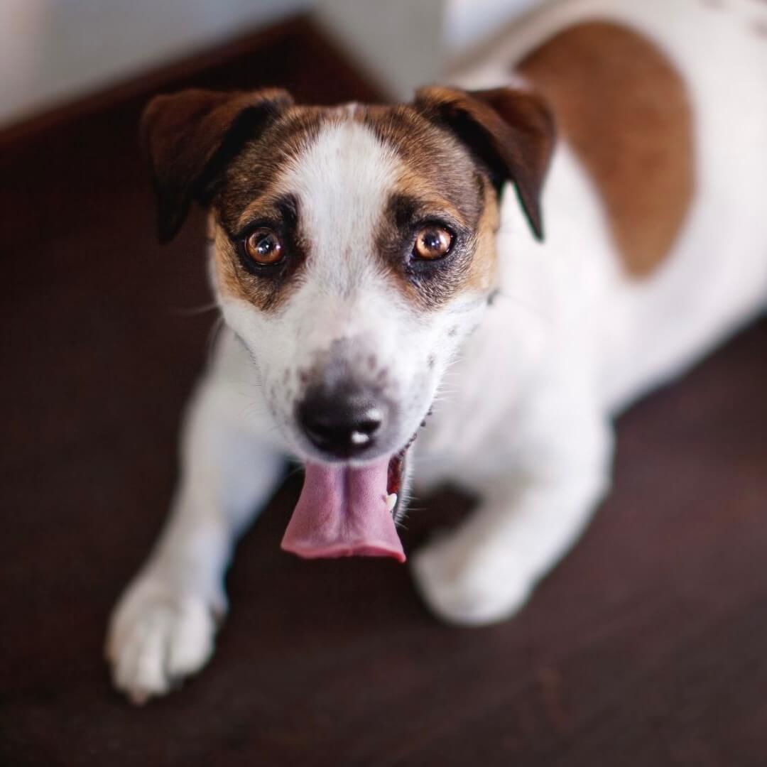 Was sind potenzielle Nebenwirkungen von Bierhefe für Hunde?