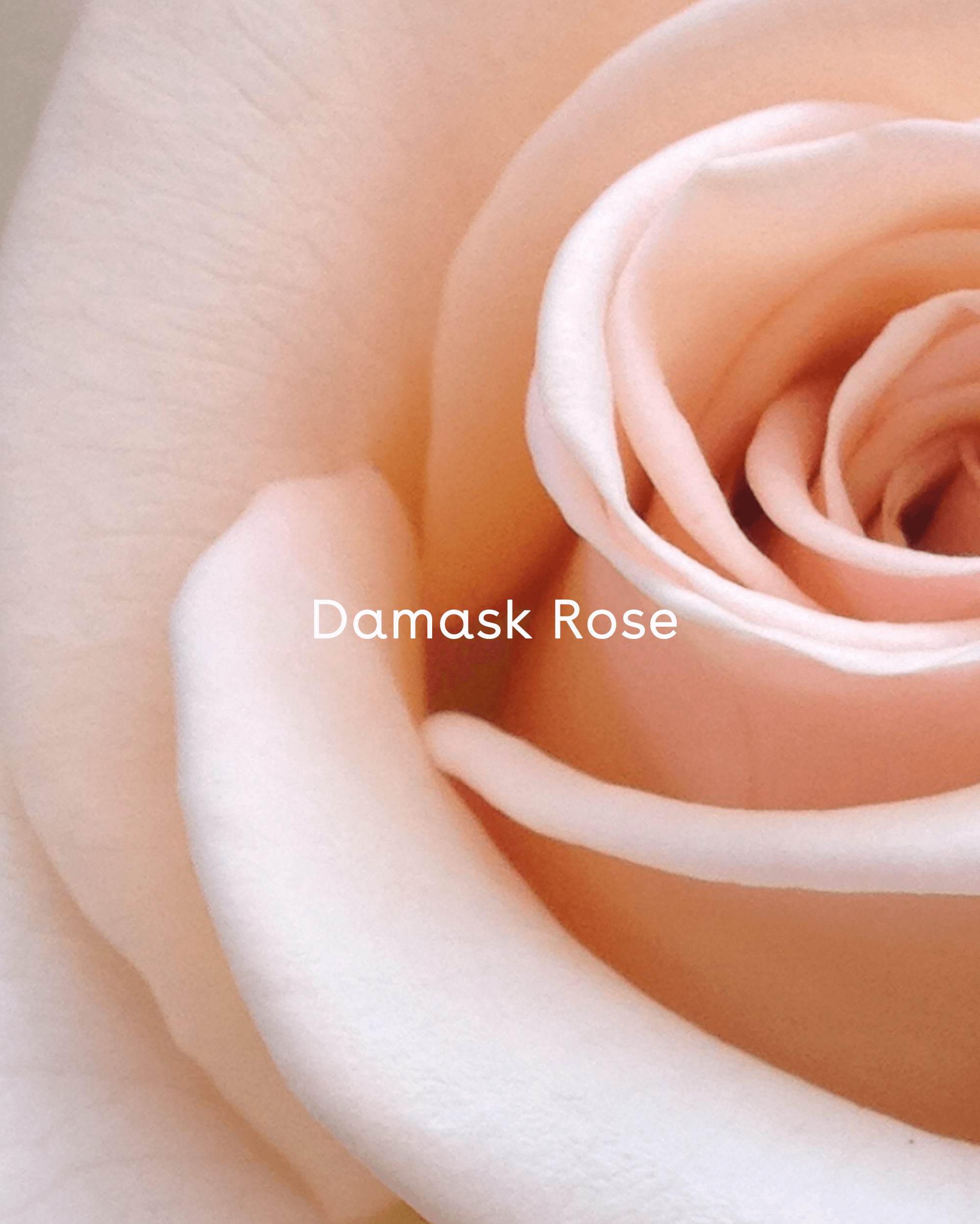 Bruma facial floral (Hidratante) – Jardín De Belleza