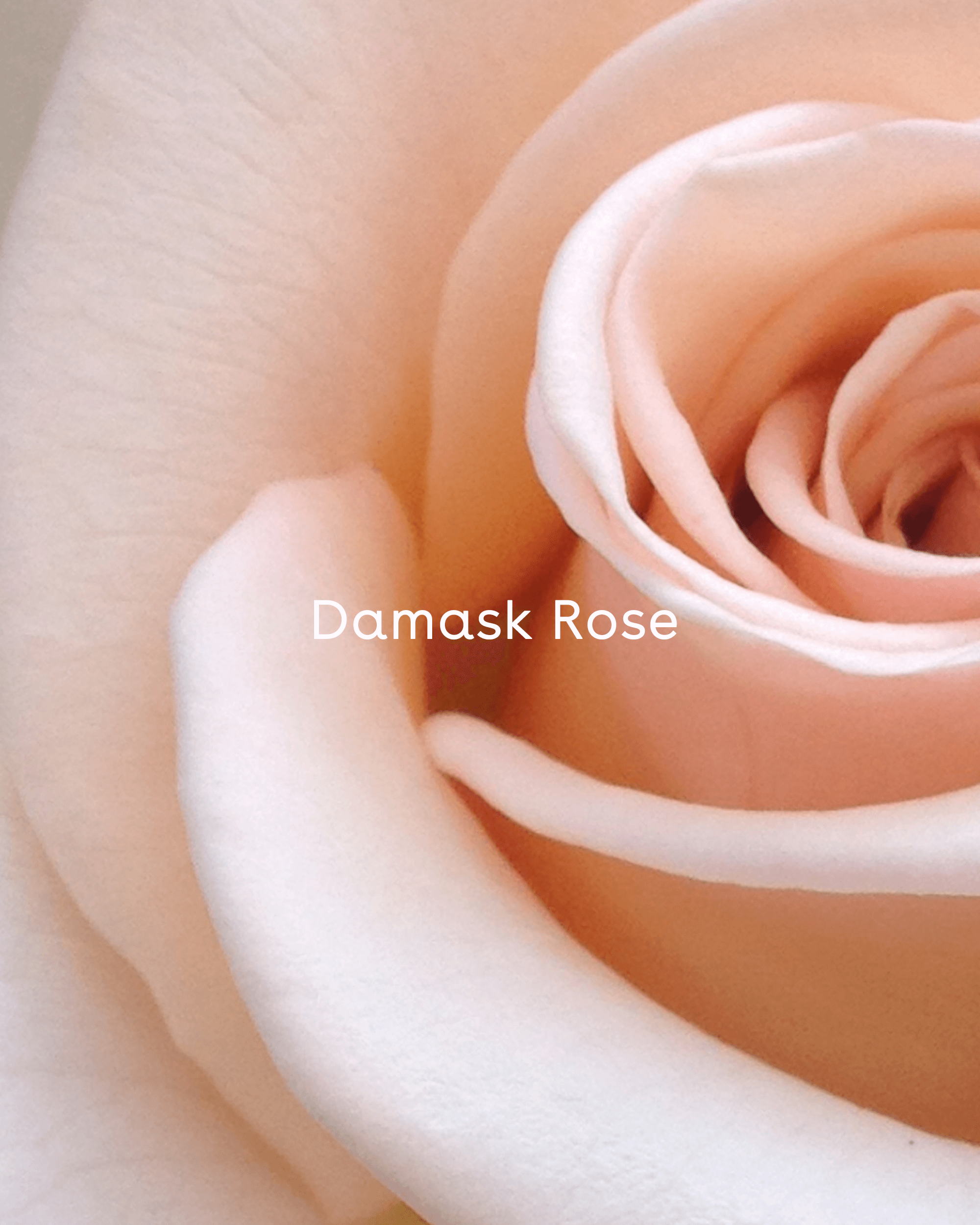 Rose Water Face Mist Spray