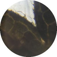 Nettle