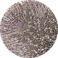 Serrated Wrack