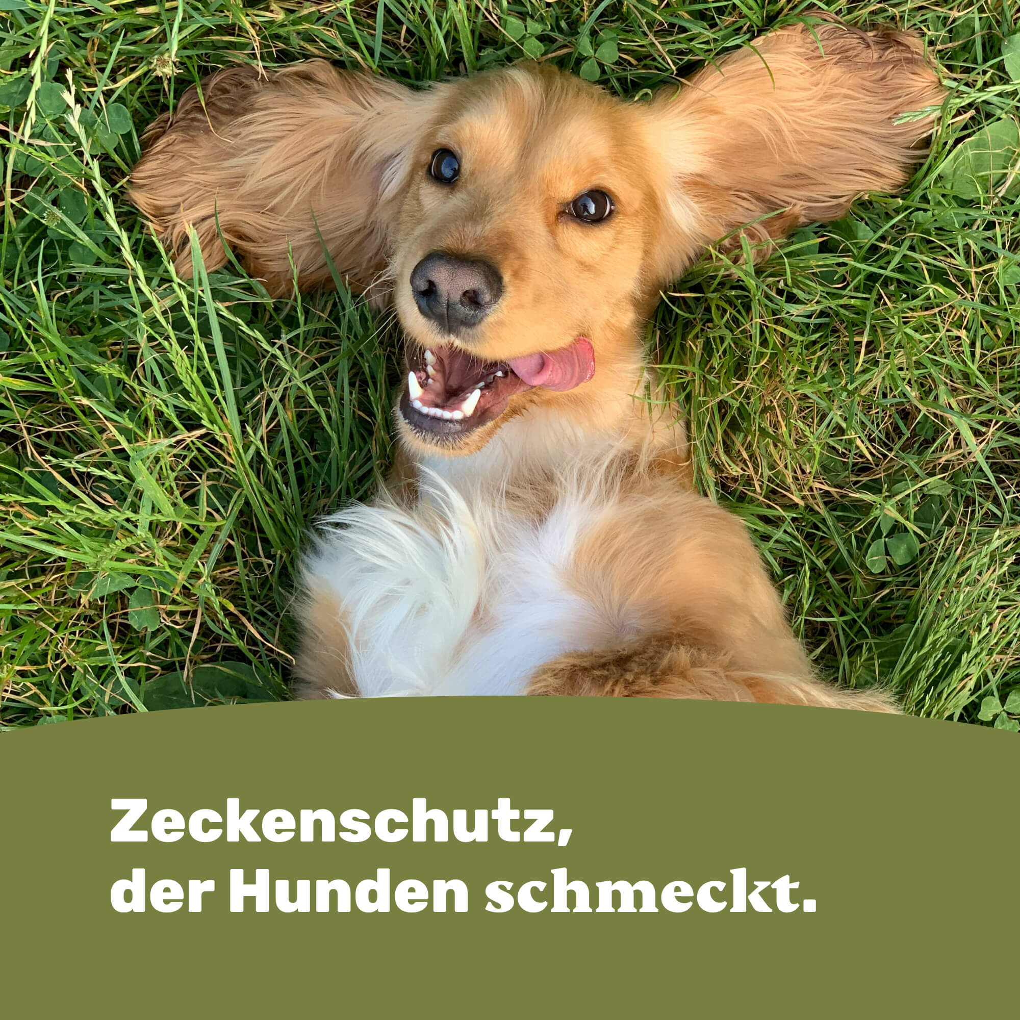 Zeckenschutz, der Hunden schmeckt.