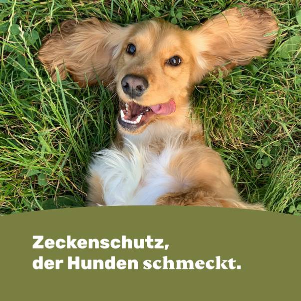 Zeckenschutz, der Hunden schmeckt.