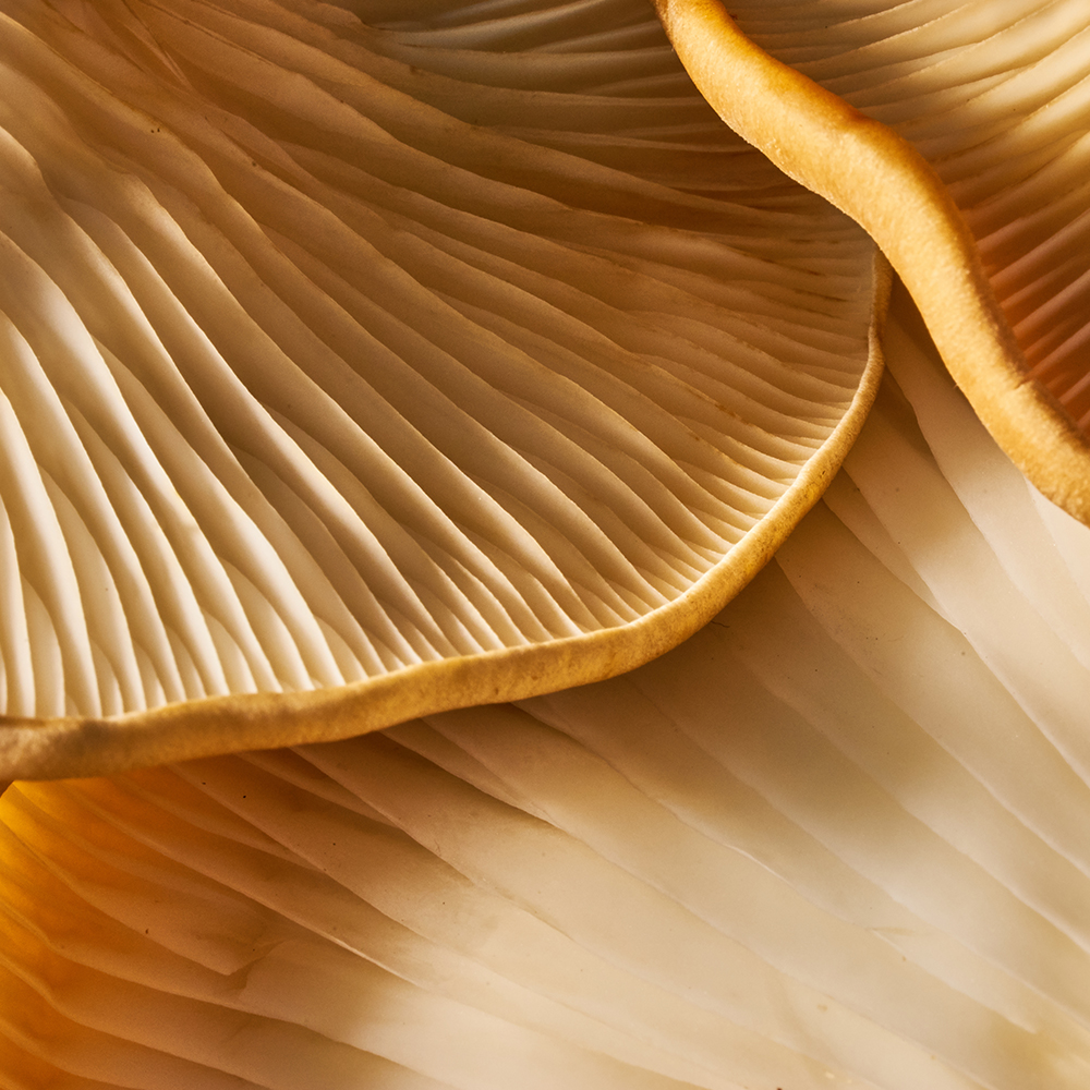 Shiitake & maitake mushrooms