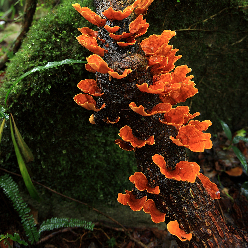 Reishi mushroom