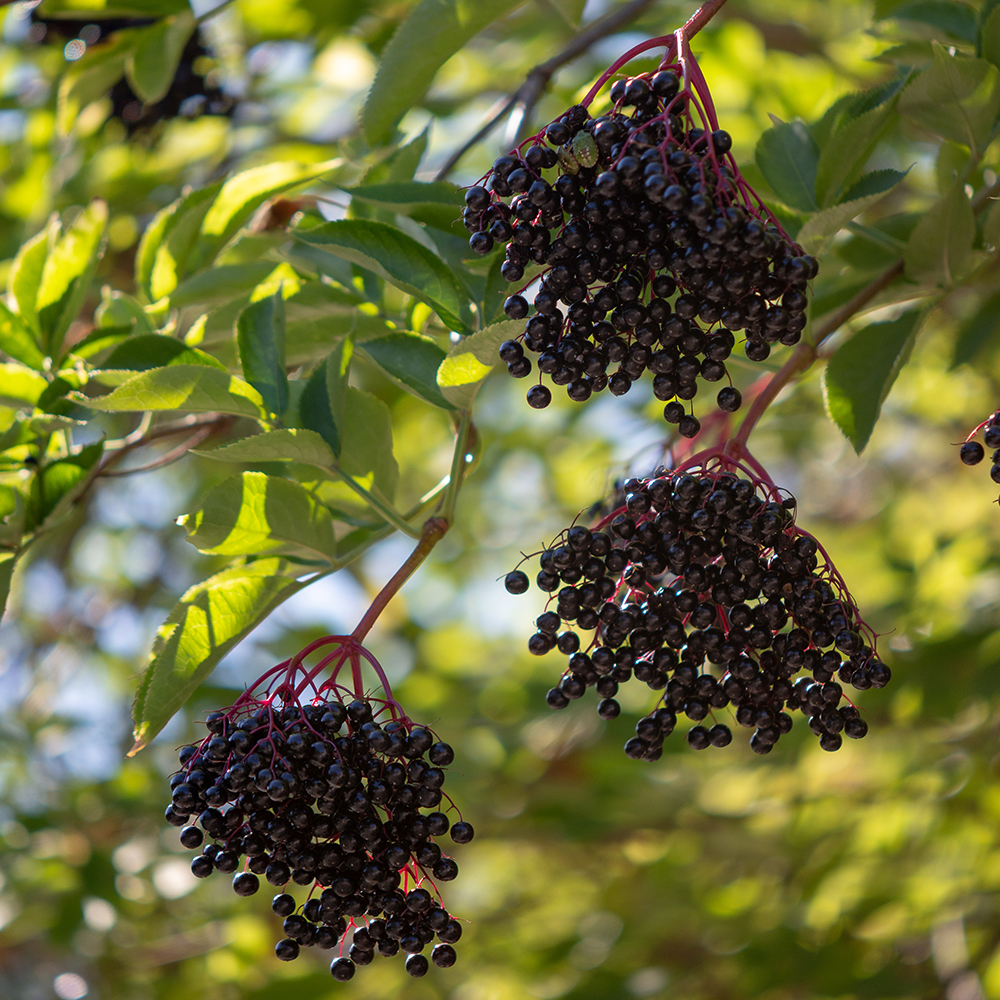 Elderberry