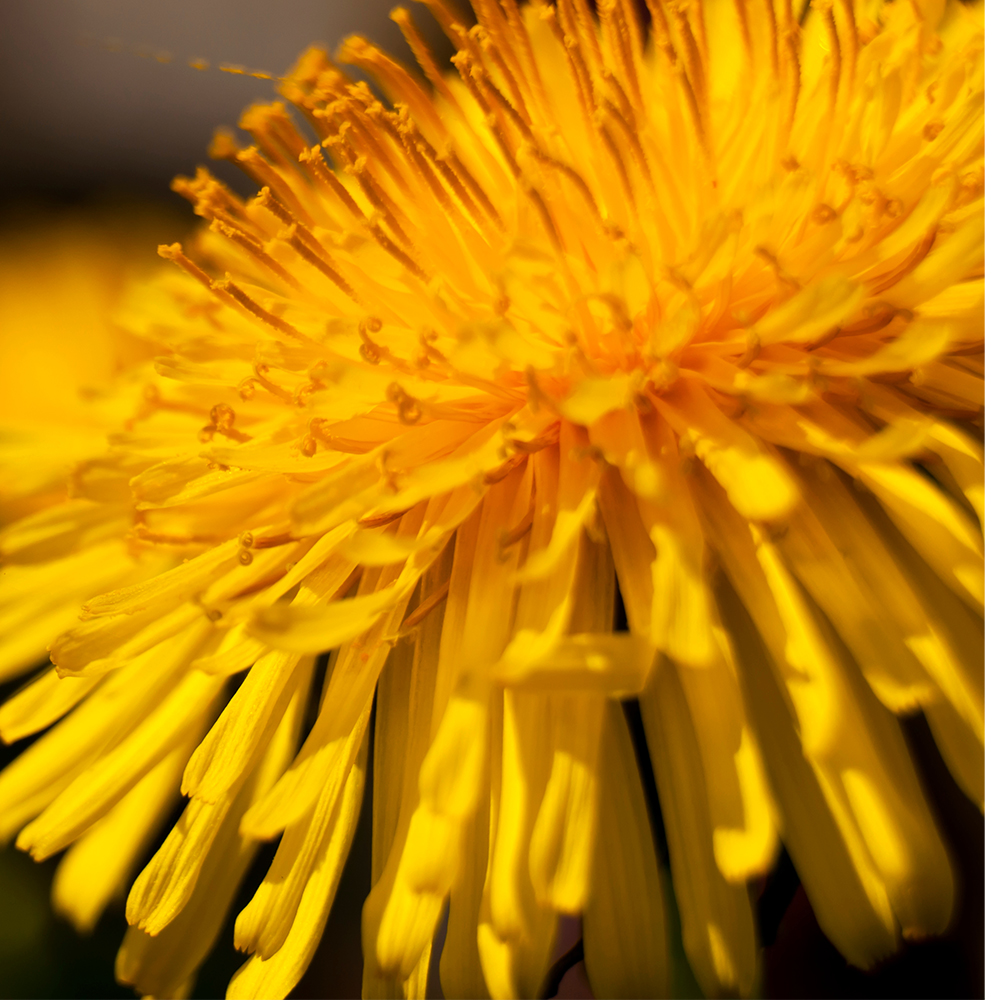 Dandelion root