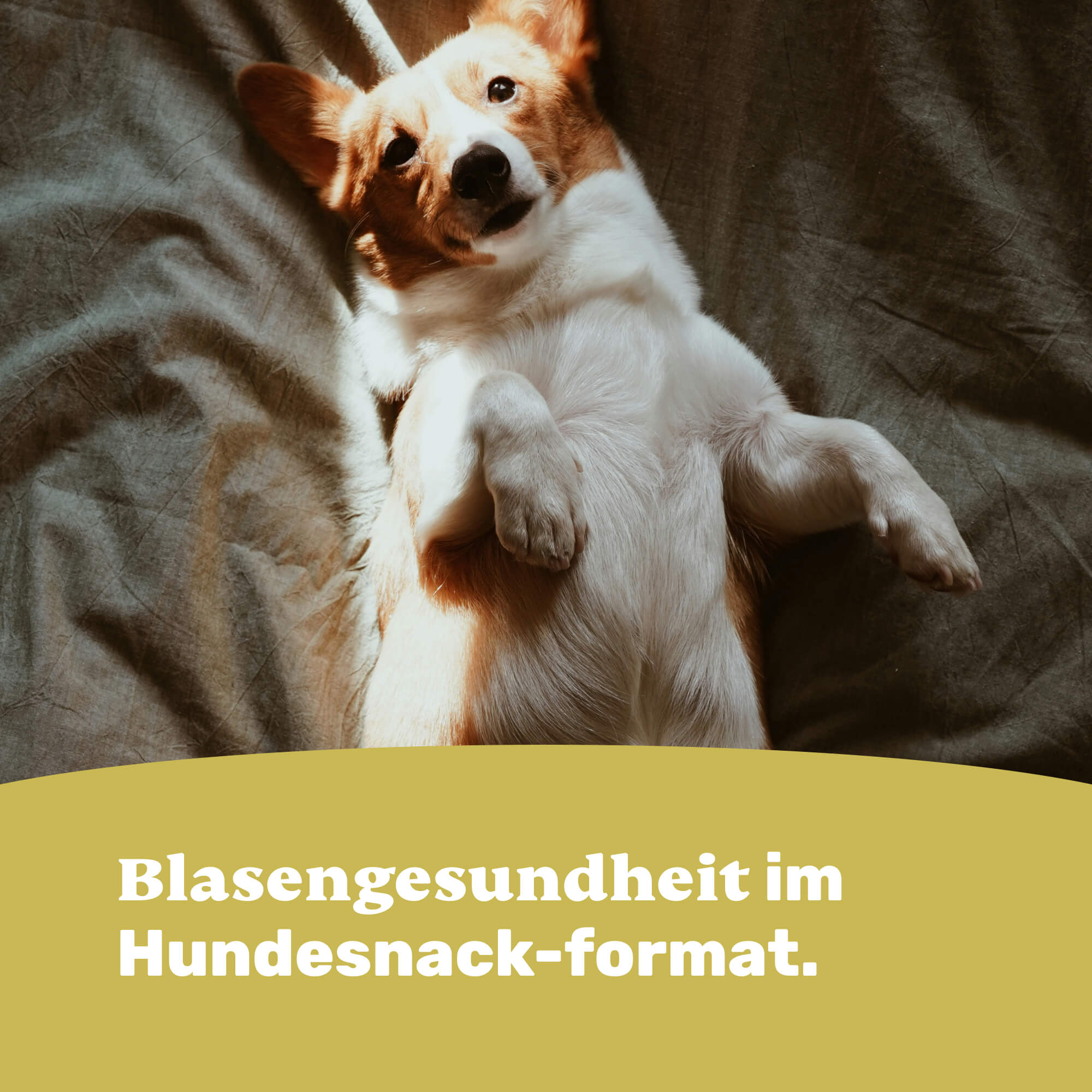 Blasengesundheit im Hundesnack-format.