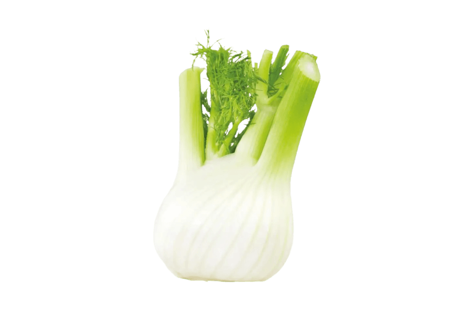 Fenchel