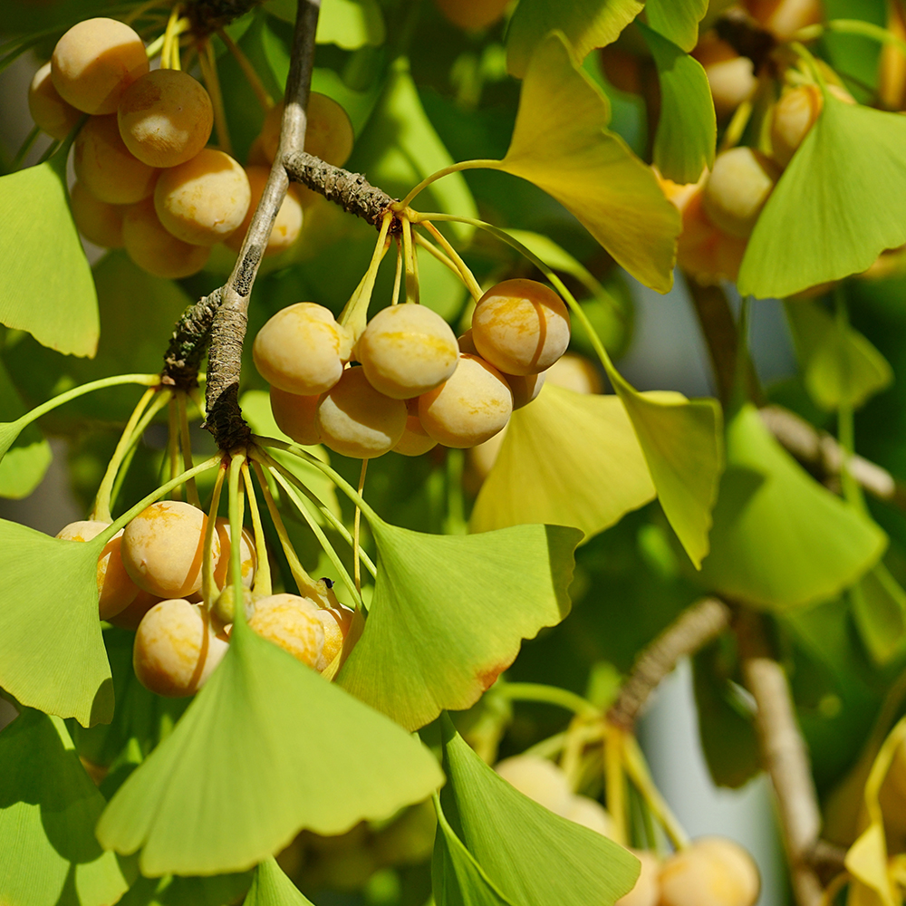 Ginkgo