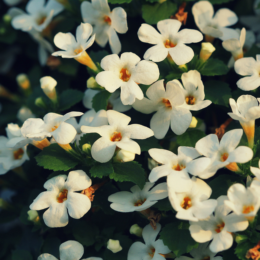 Bacopa
