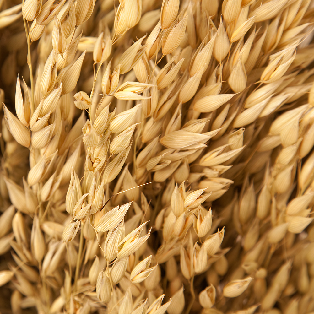 Beta glucans