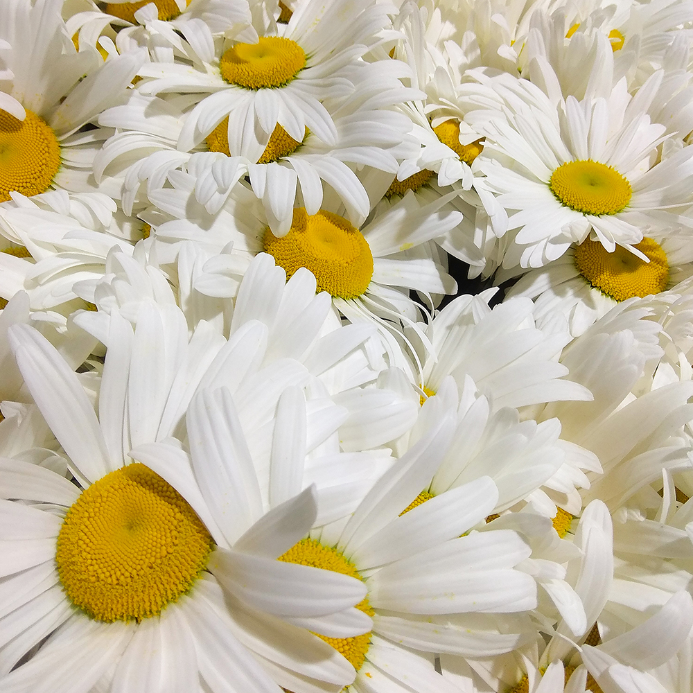 Chamomile flower