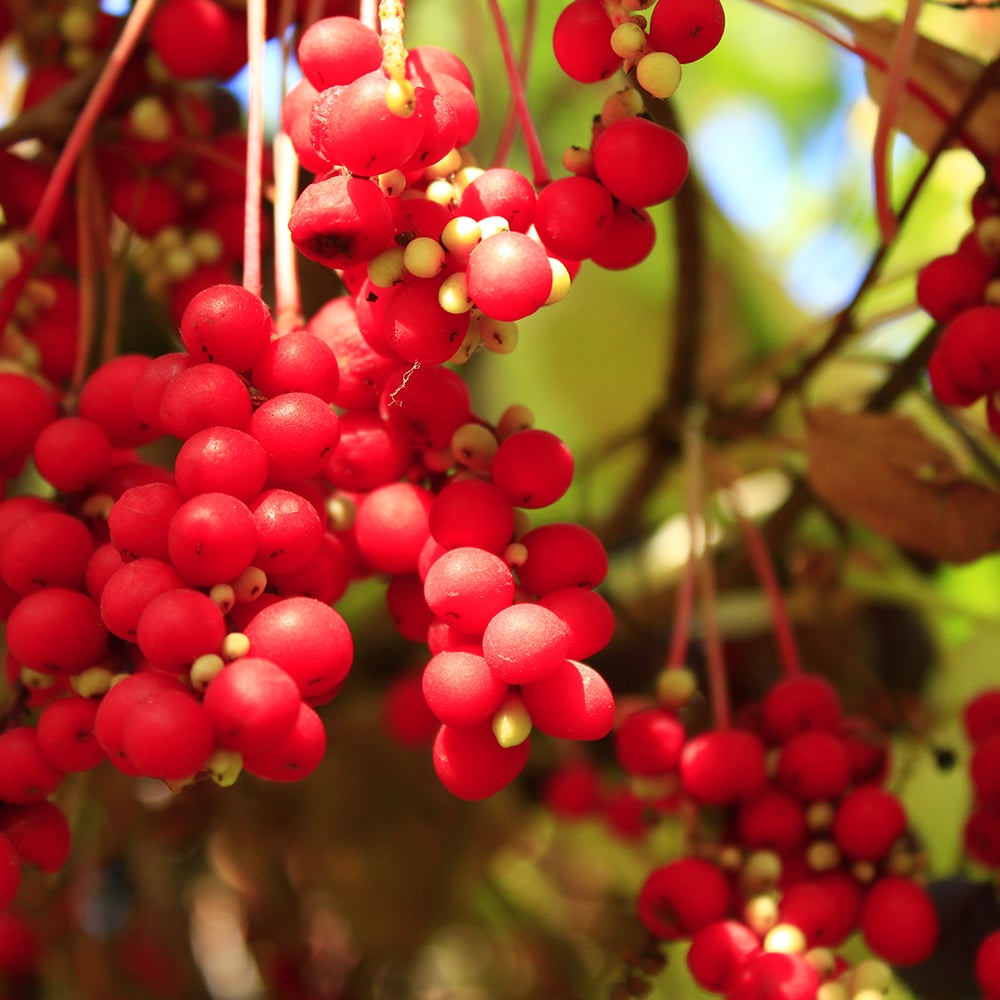 Schisandra berries