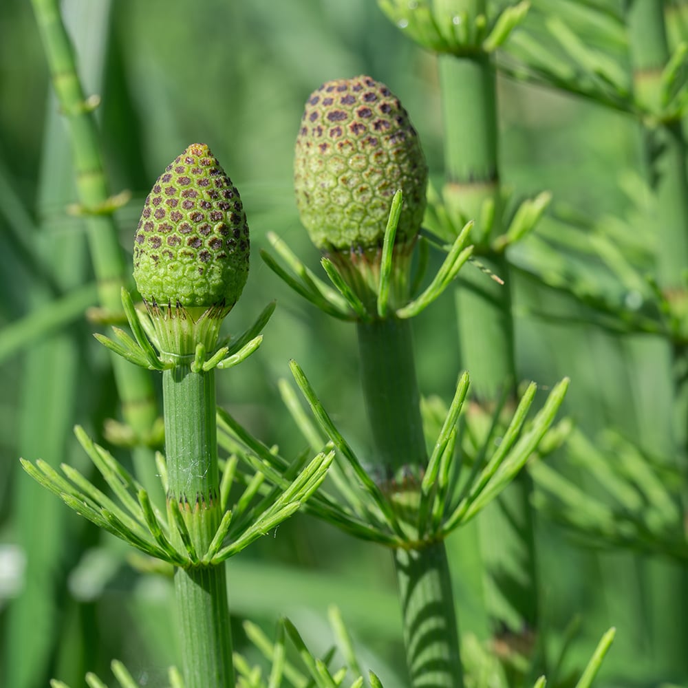 Horsetail silica