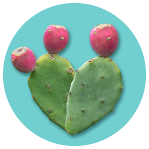 powderporefect minis ($37.50 value)