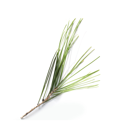 White Pine