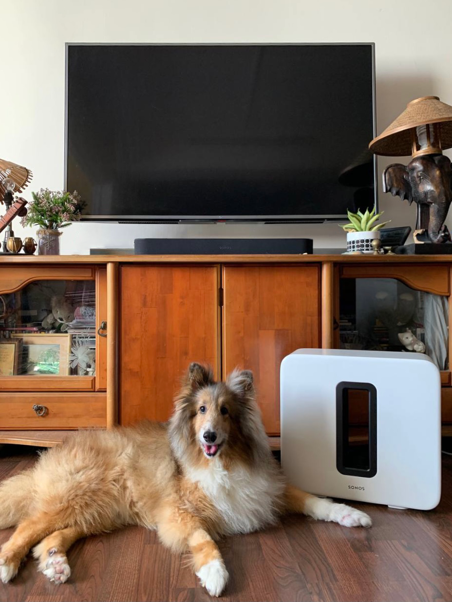 Dog sitting in front of Sonos Sub and Sonos Beam