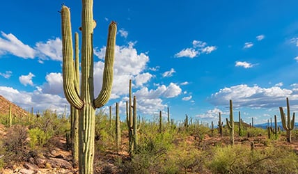 Giant saguaros in Saguaro National Park, Tucson, Arizona