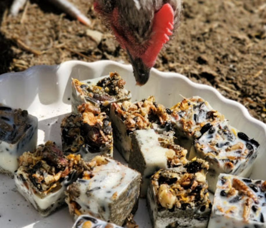 winter snack for chickens
