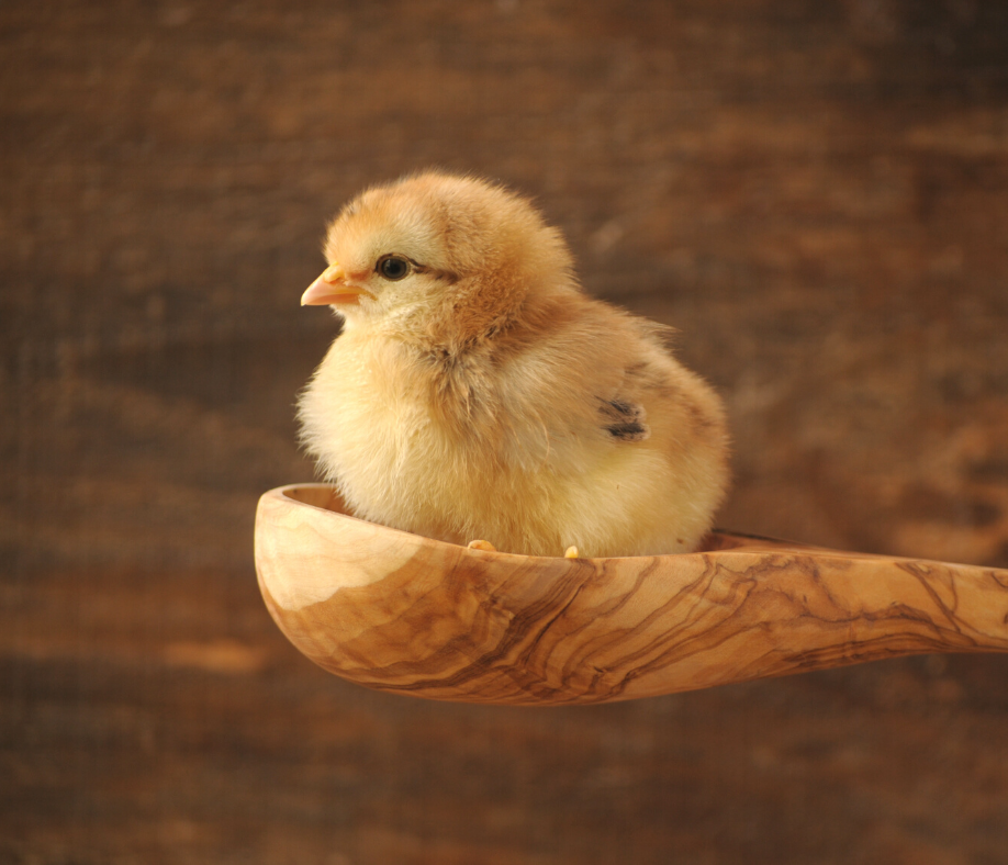 how to raise baby chicks