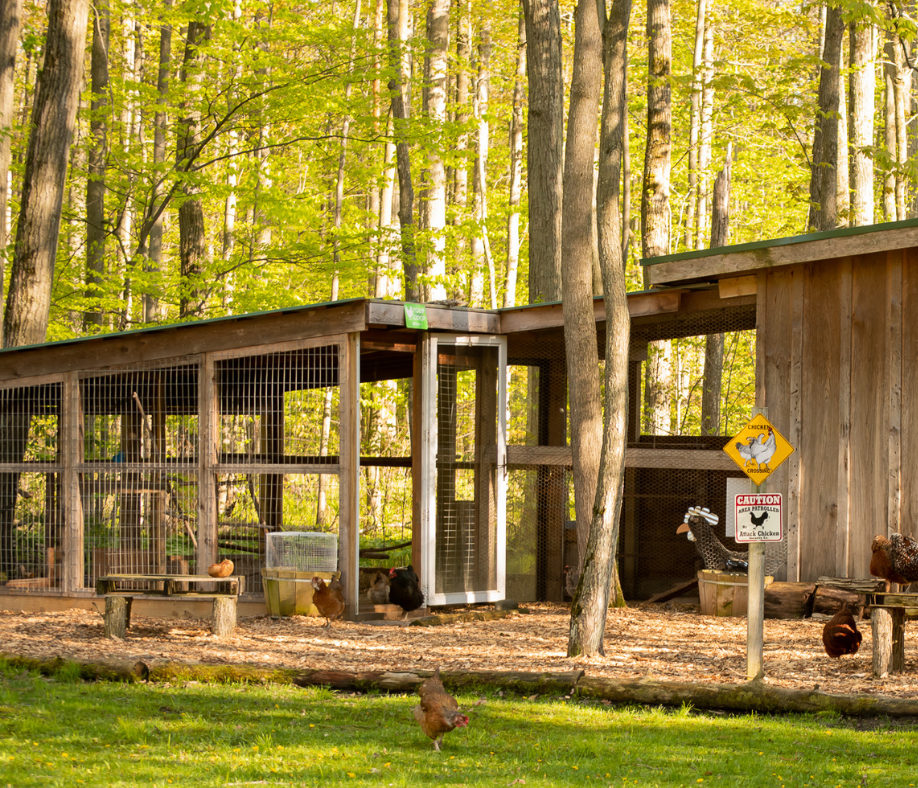 chicken coop