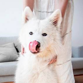 Schuppen beim Hund: Ursachen, Gegenmaßnahmen & Tipps zur Fellpflege