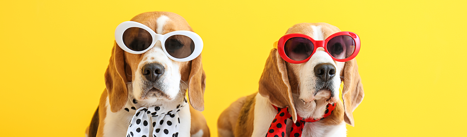 Two dogs wearing sunglasses and scarves