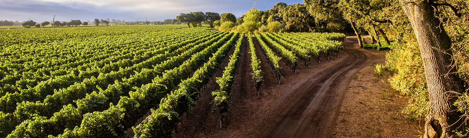 Beautiful vineyard landscape