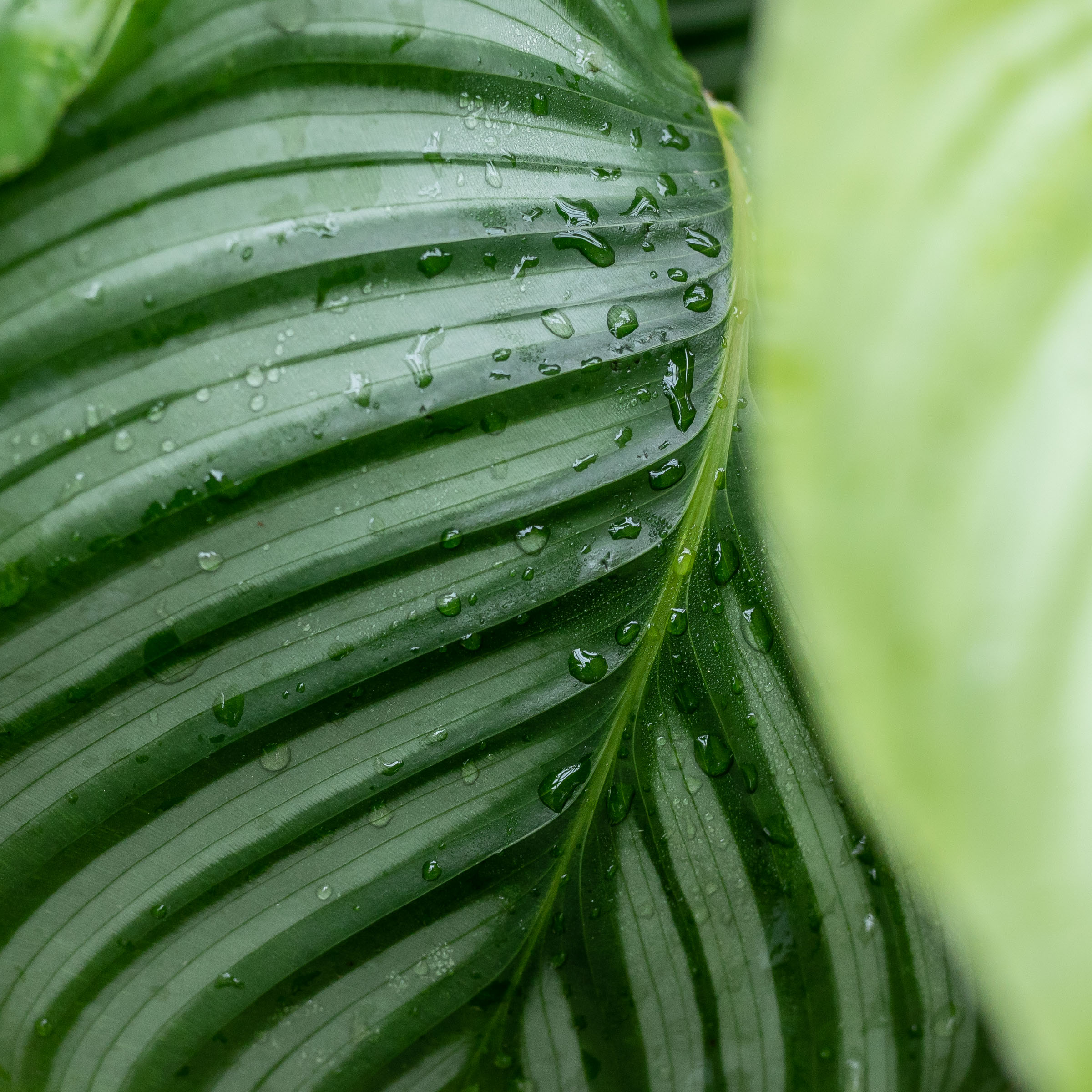Plant care tips by Leaf Envy : Top 5 watering tips for indoor plants