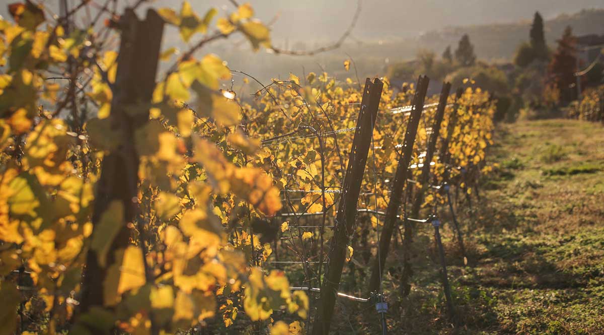 Tenuta Grimani
