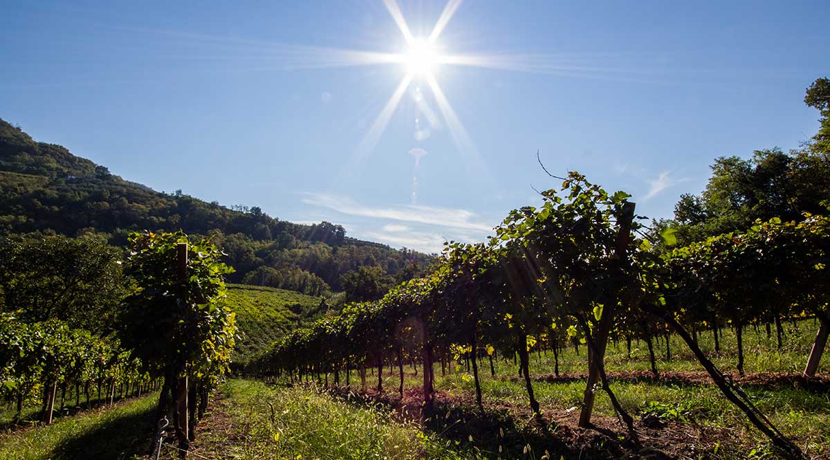 Tenuta Grimani