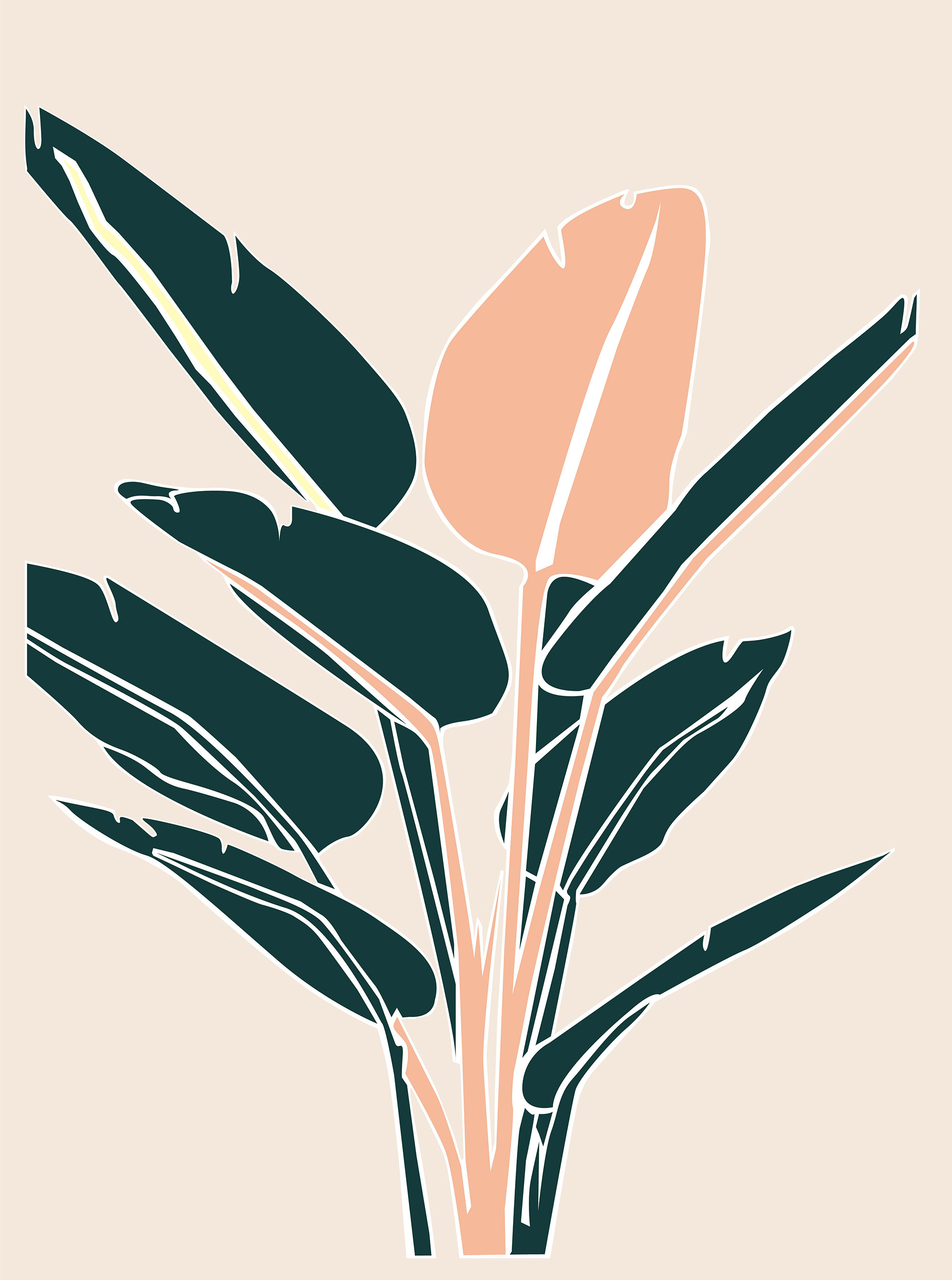 Plant care tips by Leaf Envy Bird of Paradise, watering, humidity, fertiliser requirements