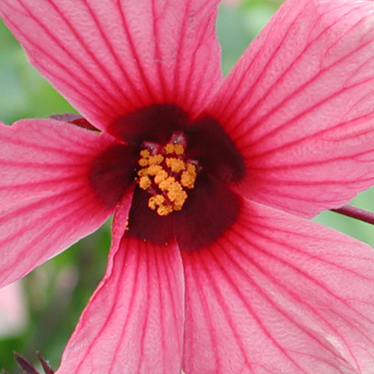 Hibiscus flower, close up