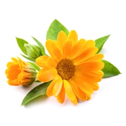 Beauty and the Boutique