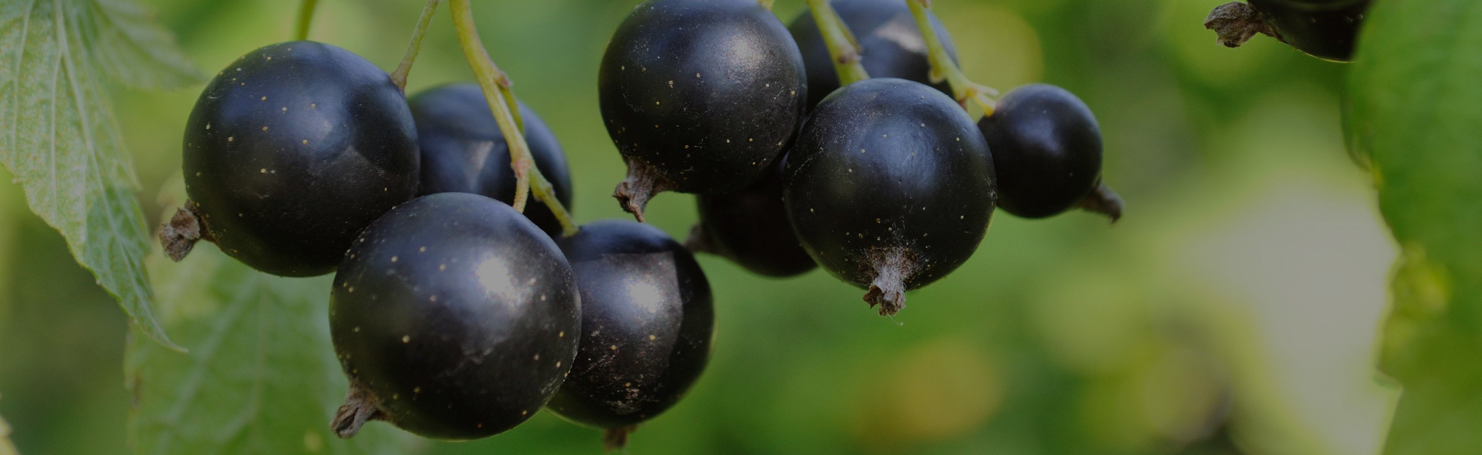 Fresh black currants on the vine outside