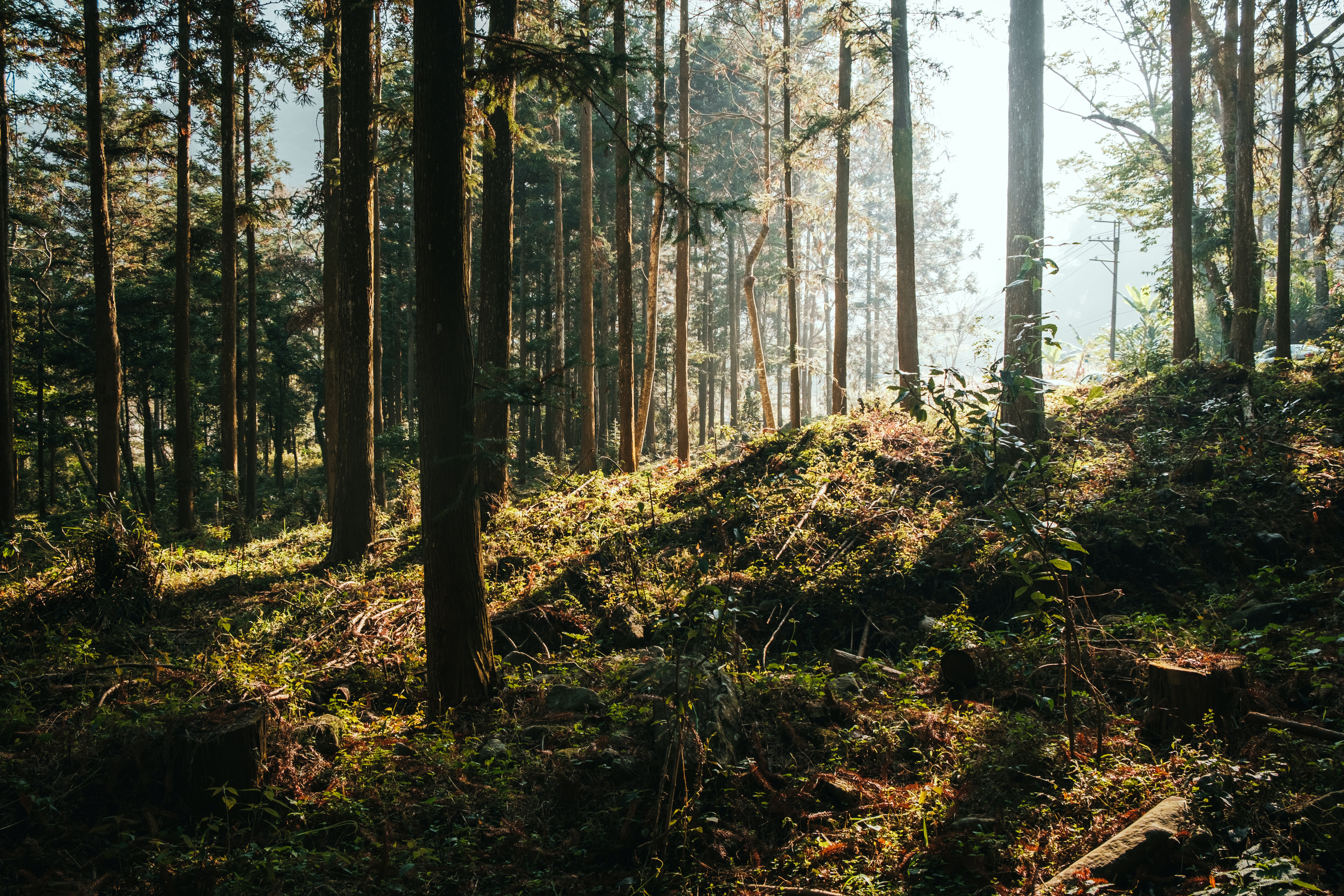 Forest Bathing Japan Japanese Trees