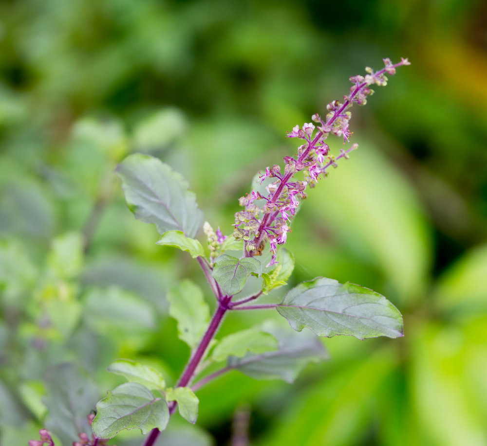 Tulsi, or holy basil, an adaptogenic herb revered in India for stress relief